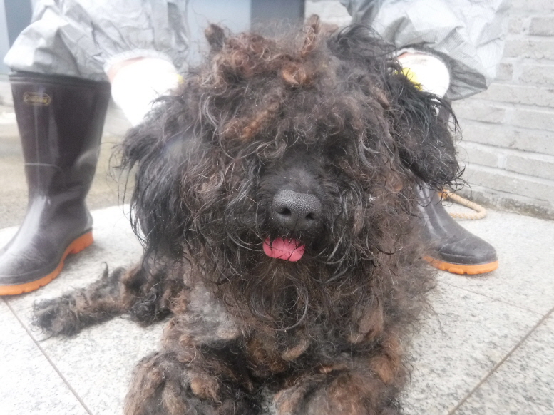 제주 동물보호센터_450650202301343